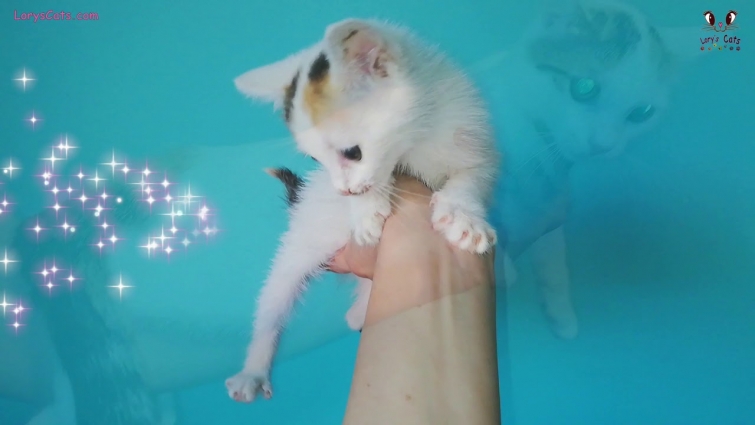 The Kitten Abandoned In Front Of The Veterinary Clinic UPDATE