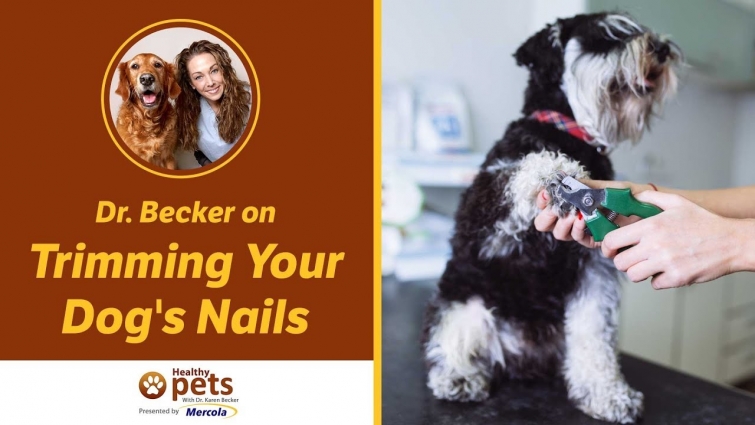 Dr. Becker on Trimming Your Dog's Nails