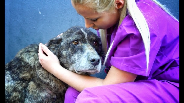GIANT dog spent her life alone in a landfill… she only wanted LOVE!
