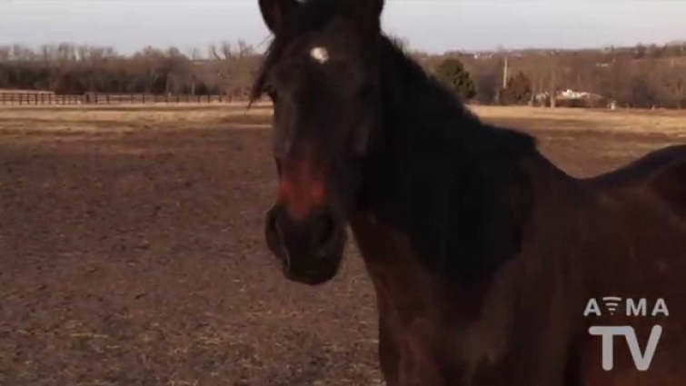 Things to Know About Owning a Horse