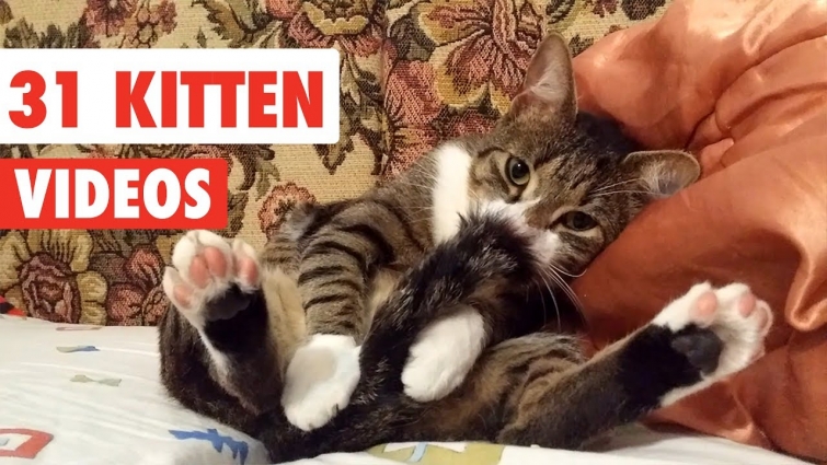 31 Cute Cats | Funny Cat Video Compilation 2017