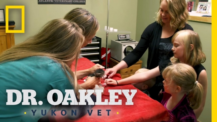 Kids and Kitties | Dr. Oakley, Yukon Vet