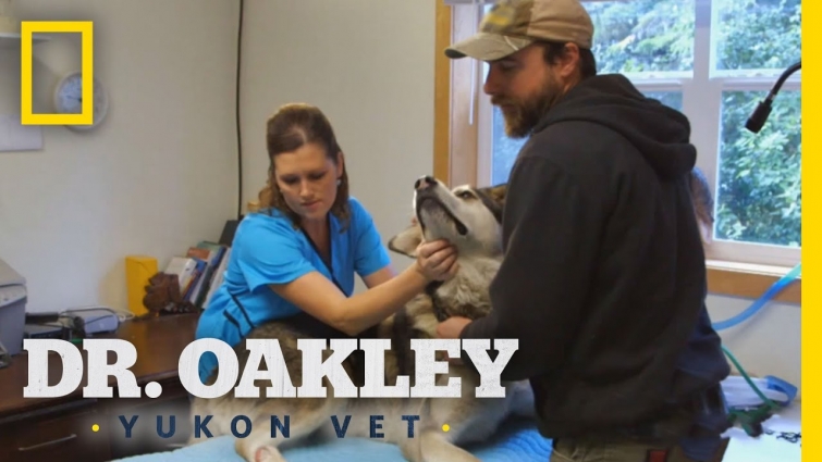 Road Warrior | Dr. Oakley, Yukon Vet