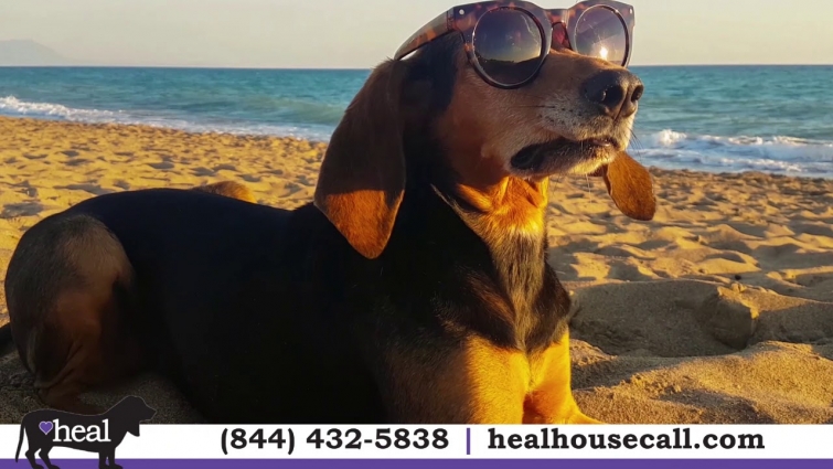 Heal House Call Veterinarian | Veterinary Services in Superior