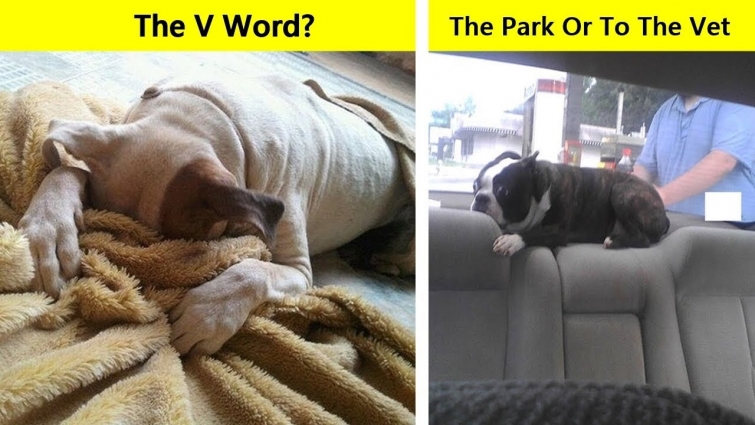 Desperate Animals That Are Against Going To The Vet