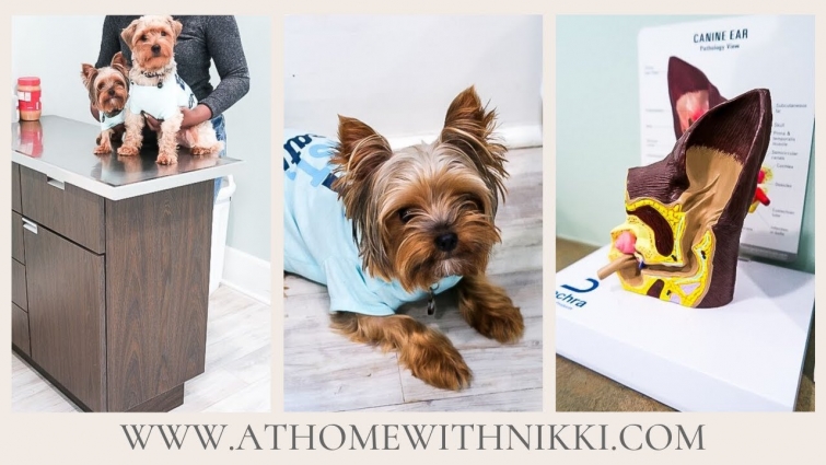 10 DOG TIPS FOR A STESS-FREE VET VISIT | PET TIPS