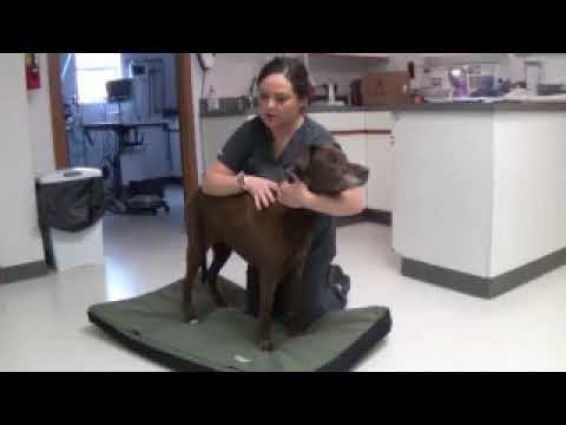 Finished Restraint Video into vet tech 1301