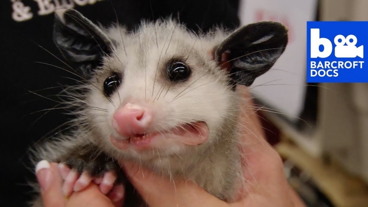 DOCS: Survivors | Animal Cops Houston