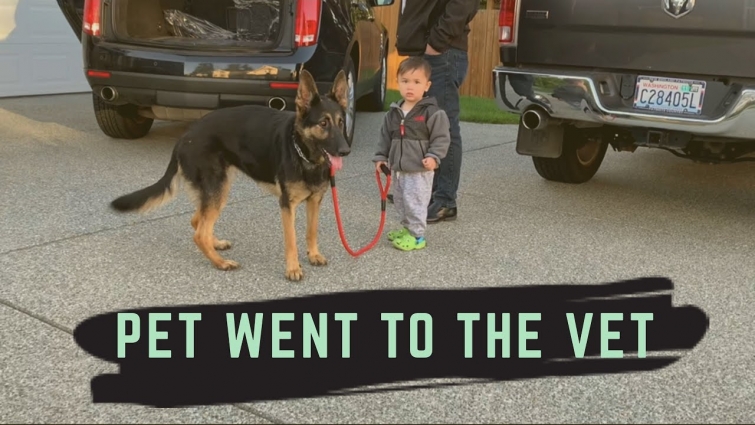 PET WENT TO THE VET