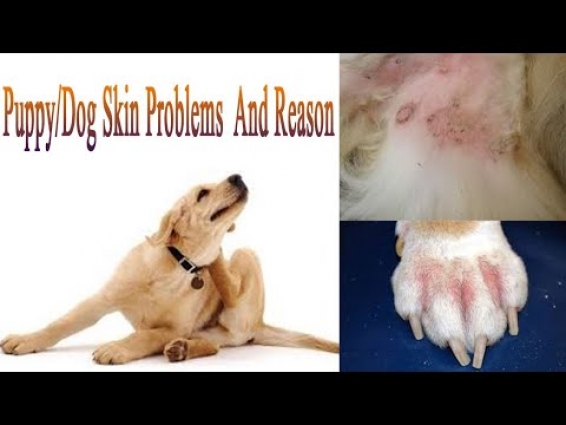 Puppy/Dog Skin Problems  And Reason. || BHOLASHOLA