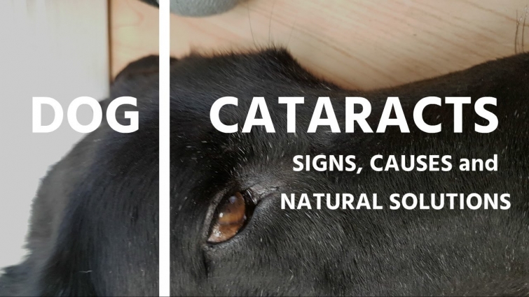 Cataracts in Dogs: Signs, Causes and Natural Solutions