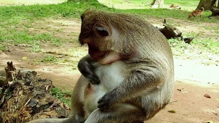 OMG! Poor Monkey Drew So Sad Need Dr Vet For treatment His Wound