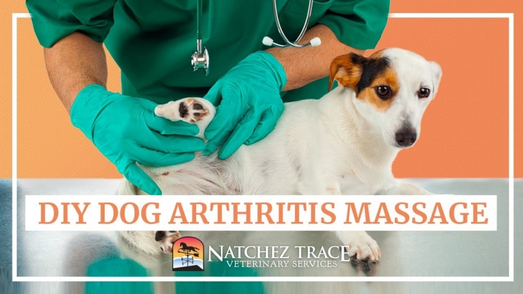 Easy DIY Dog Arthritis Massage at Home – Marc Smith DVM