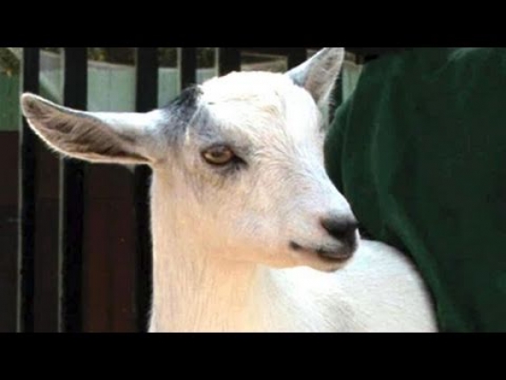 How To Take Care Of Goats