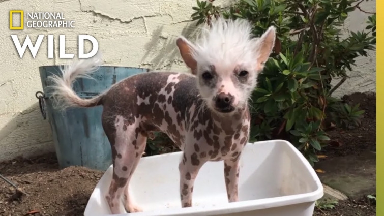 An Emotionally Attached Chinese Crested | Dog: Impossible
