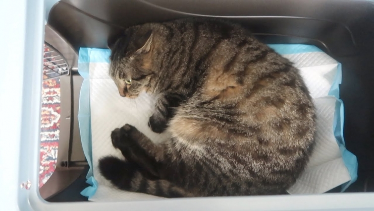 Pet Remedy Spray, A Trip To The Vet, Cat Saliva pH – S3 E22 – Cat Family Vlog