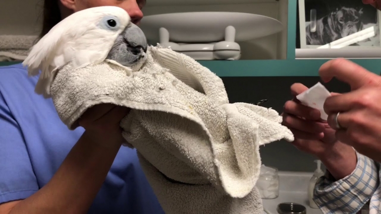 Cockatoo Spits Medicine Back Out At Vet Tech