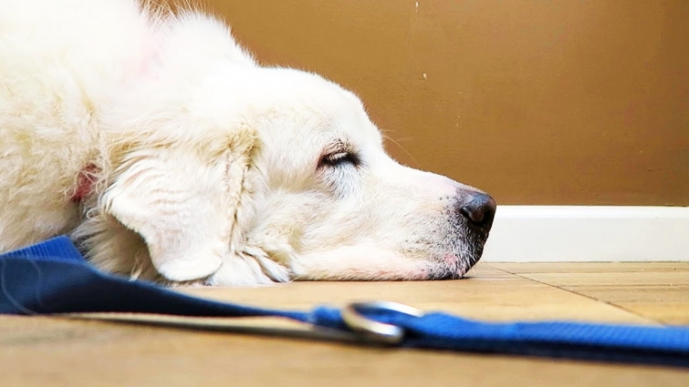 Koda Visits the Vet 😢