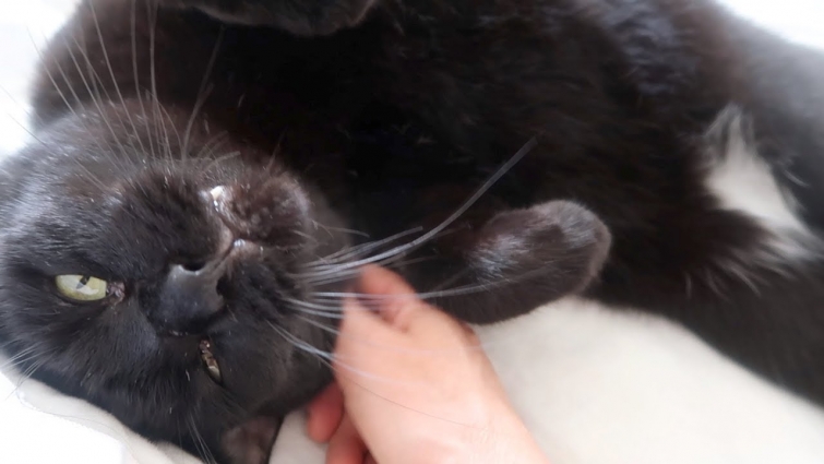 Back To Litter Box Problems, A Vet Trip Scheduled, Ditto Likes Dinner – S3 E21 – Cat Vlog