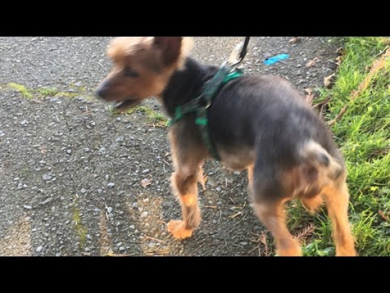 Power back on / Buddy’s Vet Appointment