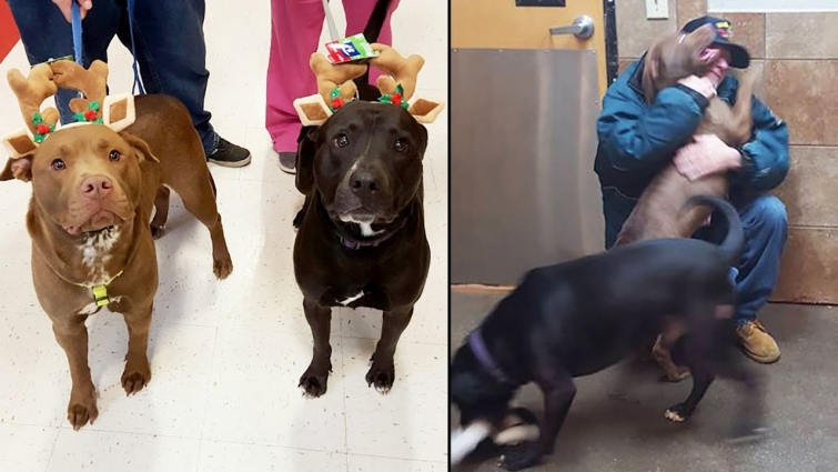 Staff Watches Crying Vet Forced To Give Dogs Up— Looks Closer And  Gave Him A Painful News