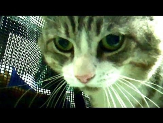 CUTE CAT Goes to The VET