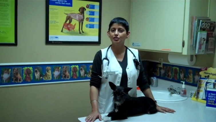 Phoenix Veterinarian, Amrit Rai, Introduces Sugarloaf  Animal Clinic and Team
