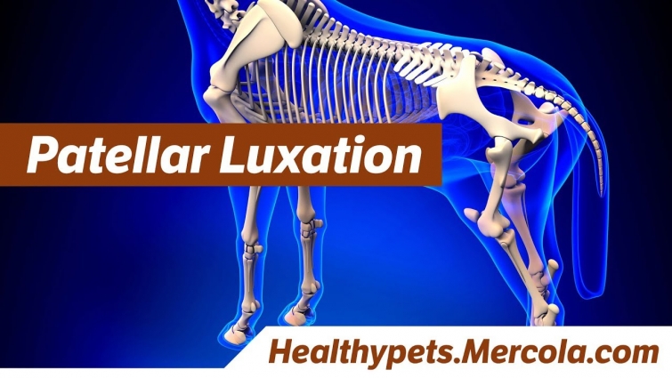 Dr. Becker Discusses Patellar Luxation