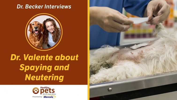 Dr. Becker and Dr. Valente Talk About Spaying and Neutering