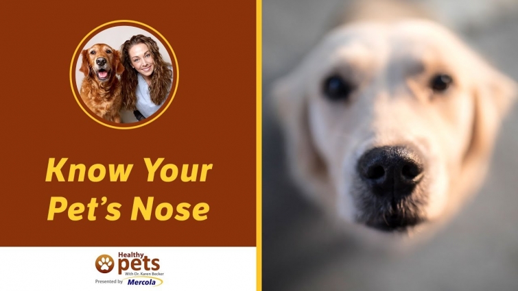 Dr. Becker: Know Your Pet's Nose