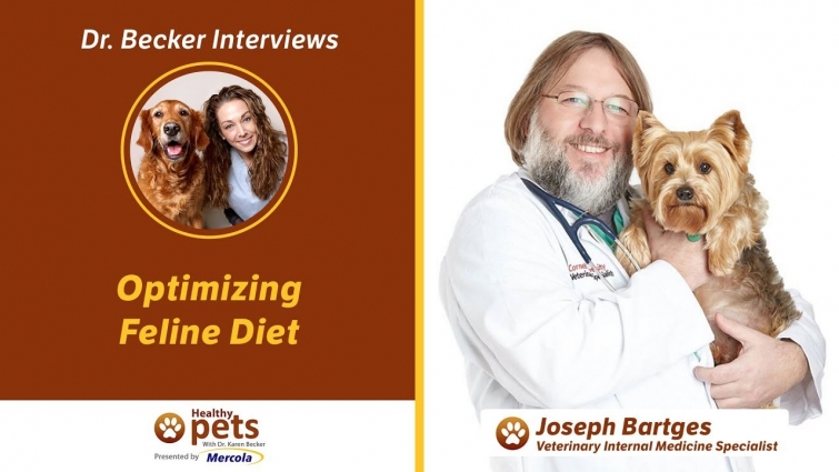 Dr. Becker Interviews Dr. Bartges About Optimizing Feline Diet