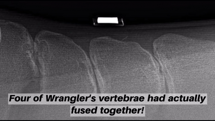 Cornell veterinarians help a determined horse and rider get back to the ring after surgery