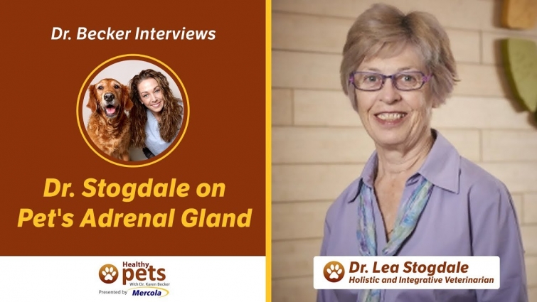Dr. Becker and Dr. Stogdale on Pet's Adrenal Gland
