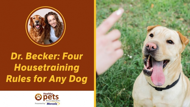 Dr. Becker: Four Housetraining Rules for Any Dog