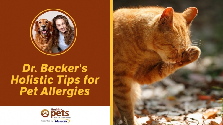 Dr. Becker's Holistic Tips for Pet Allergies