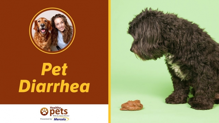 Dr. Becker Discusses Pet Diarrhea