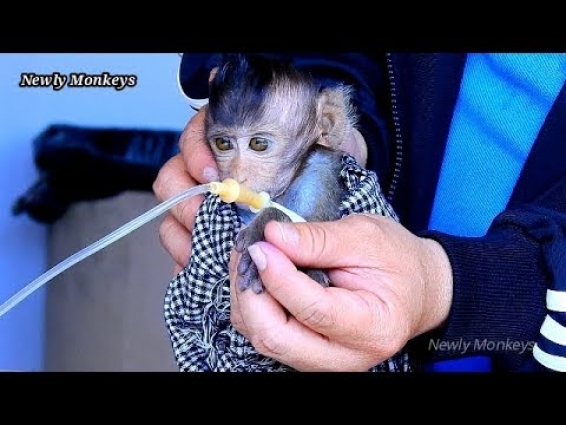 Veterinarian treated dehydrated, He gave some fluid for recover Lizza from exhausted