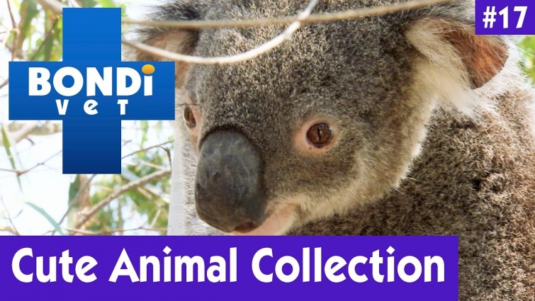 🐨 CUTE ANIMAL COLLECTION #17 | BONDI VET 🦏