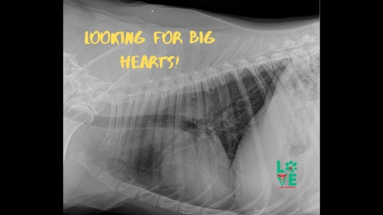 Enlarged heart – Veterinary Video