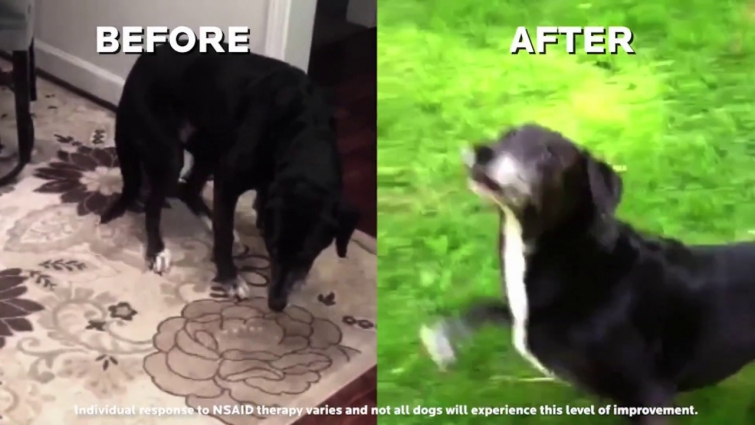 DERAMAXX® (deracoxib) Before and After Videos