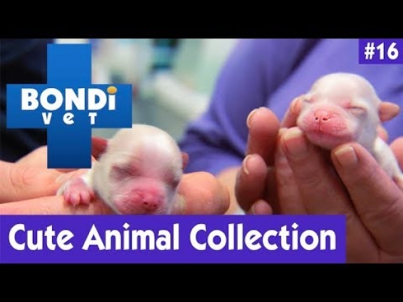 🐶 CUTE ANIMAL COLLECTION #16 | BONDI VET 🐱