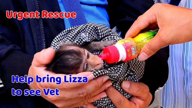 URGENT RESCUE ! WE CAN'T WAIT ! Poor Lizza look exhausted | Help bring Lizza to see Vet first
