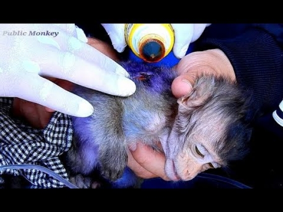 Primary Care to Baby Lizza, Doctor Vet Treatment By Medicine On Orphan Lizza, Baby Thankful For Help