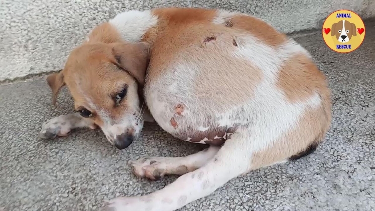 Rescue Poor Stray Puppy with Big Stomach Sufferd a Lot of Pains
