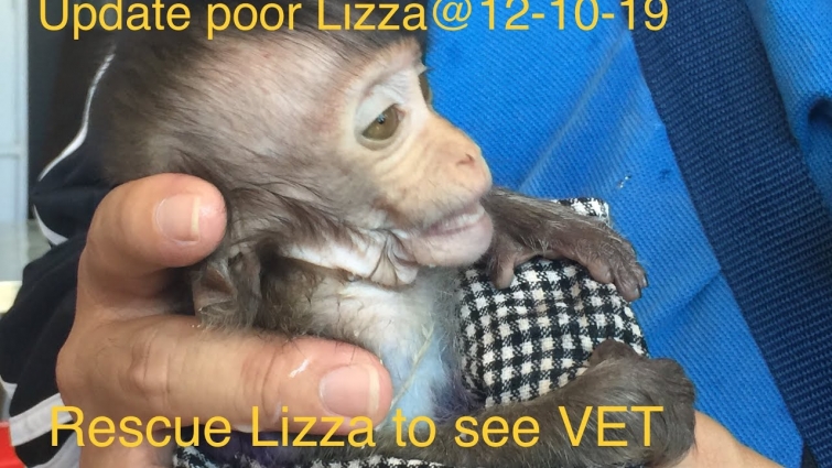 Hot update@02:00PM! Help rescue poor Liza to see VET
