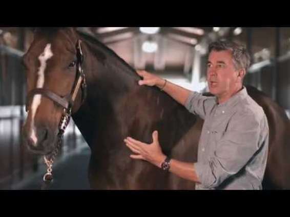 Equine Clinical Neck Exam: SonoSite Veterinary Education