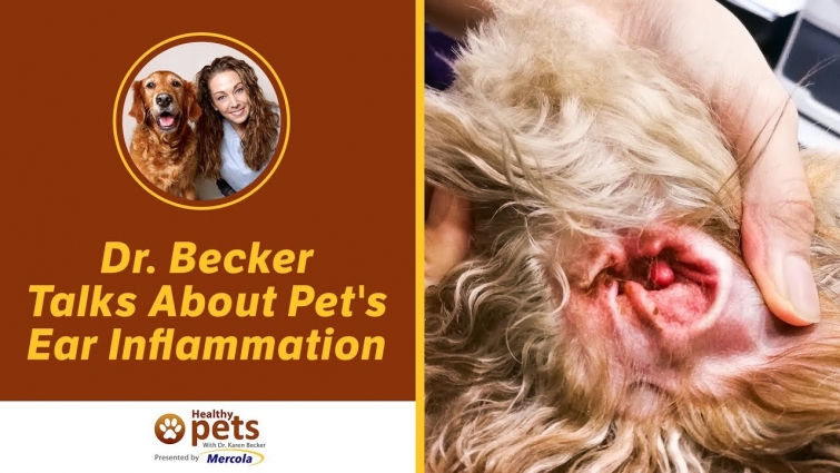 Dr. Becker Talks About Pet's Ear Inflammation