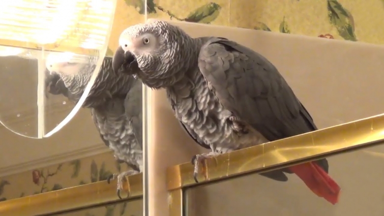 Could this parrot be the White House Whistleblower?