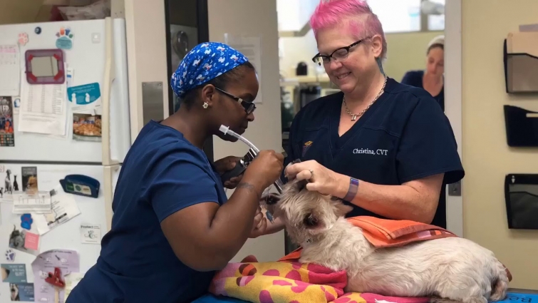 National Vet Tech Week – Tammi, CVT