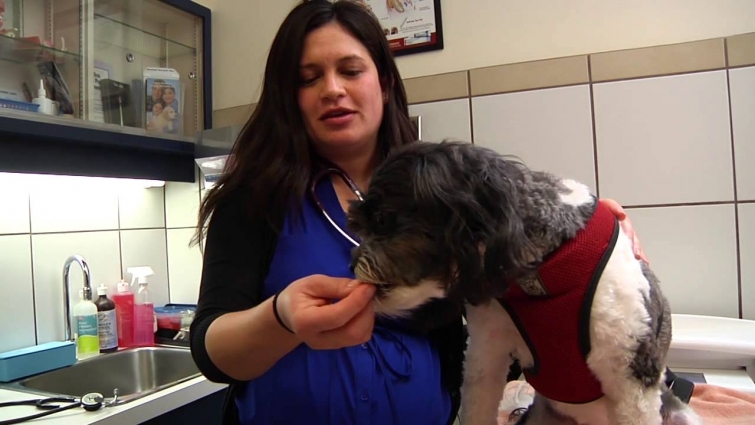 Tip Tuesdays: Taking Your Dog to the Vet